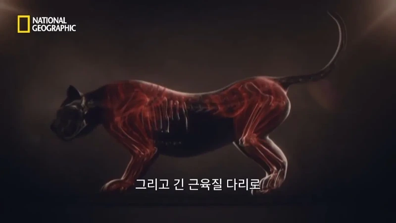 사냥 중 120m 절벽 아래로 떨어진 눈표범 jpg