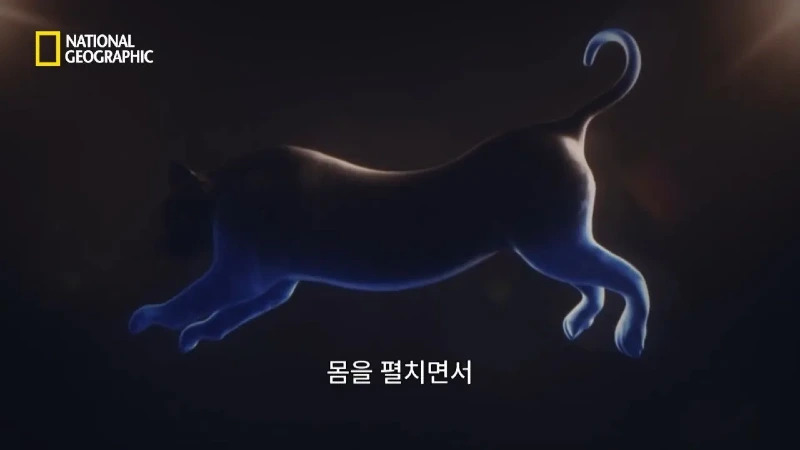 사냥 중 120m 절벽 아래로 떨어진 눈표범 jpg