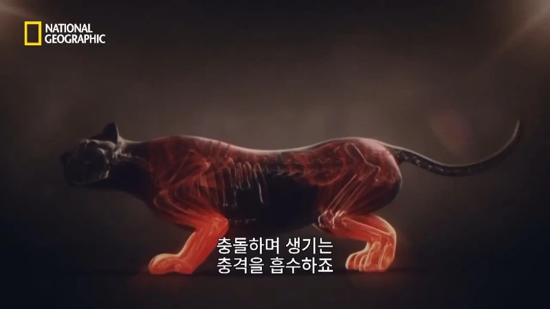 사냥 중 120m 절벽 아래로 떨어진 눈표범 jpg