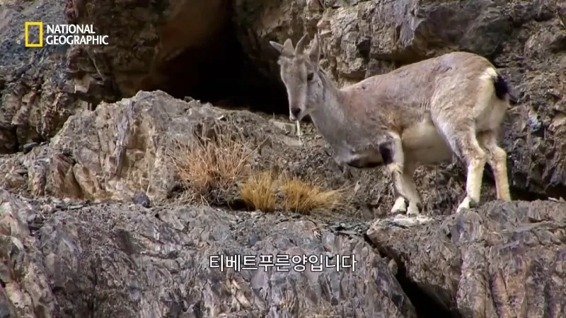 사냥 중 120m 절벽 아래로 떨어진 눈표범 jpg