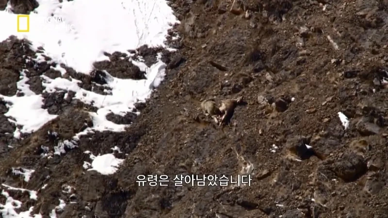 사냥 중 120m 절벽 아래로 떨어진 눈표범 jpg