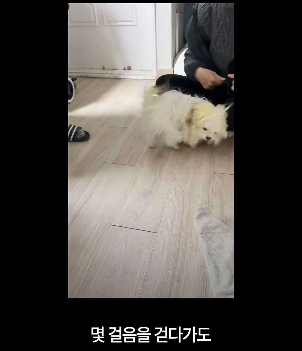 궁금한이야기y에는 나오지 않았던 강아지 나래의 진짜 이야기