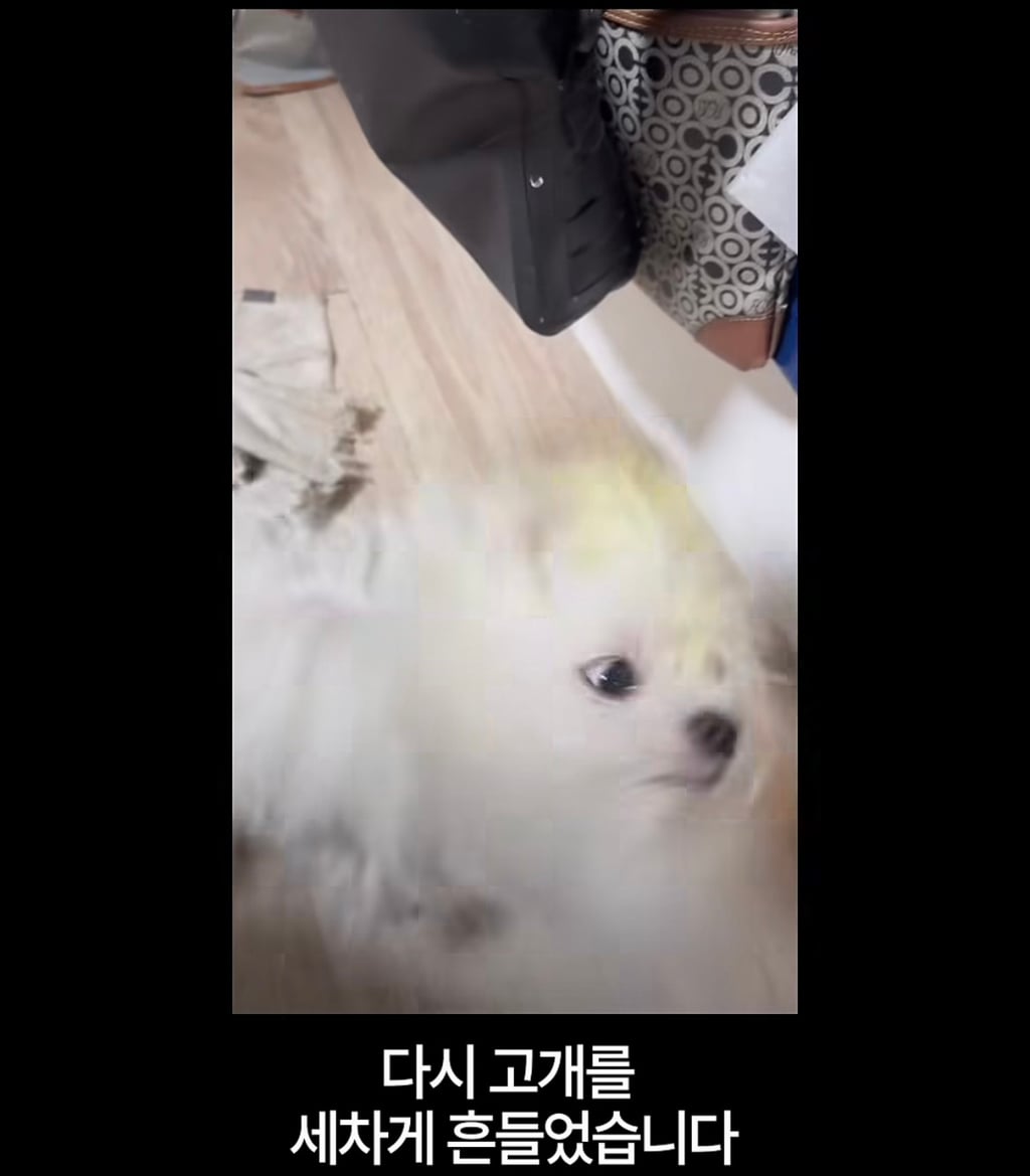 궁금한이야기y에는 나오지 않았던 강아지 나래의 진짜 이야기
