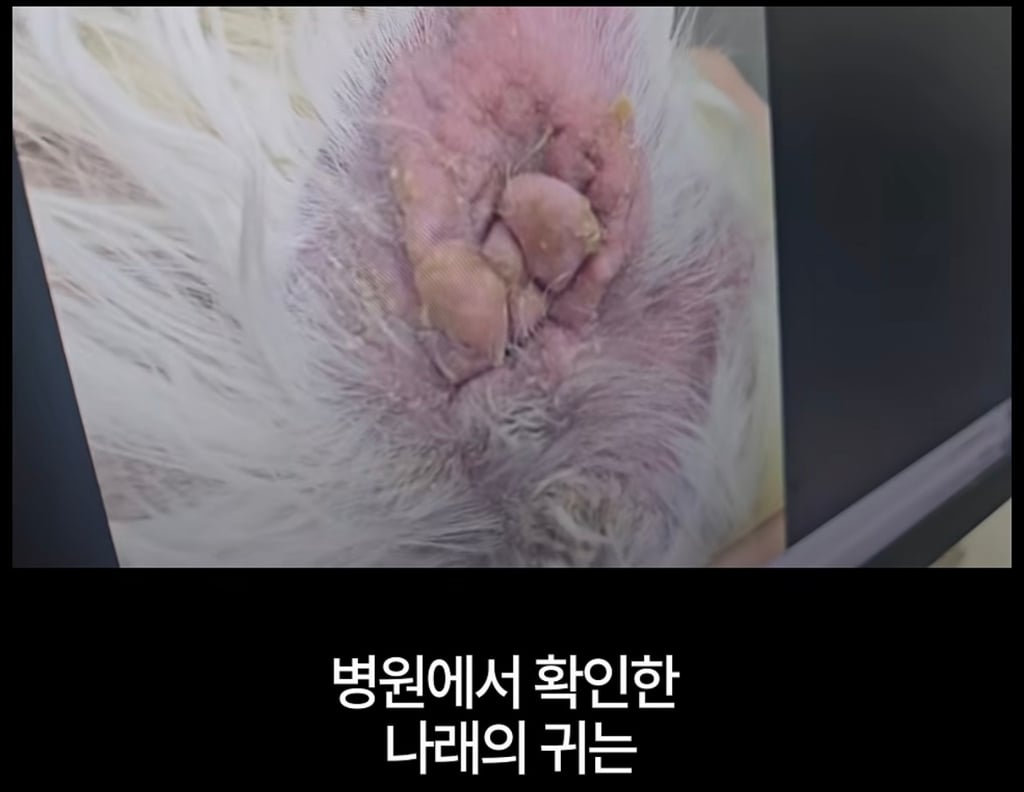 궁금한이야기y에는 나오지 않았던 강아지 나래의 진짜 이야기