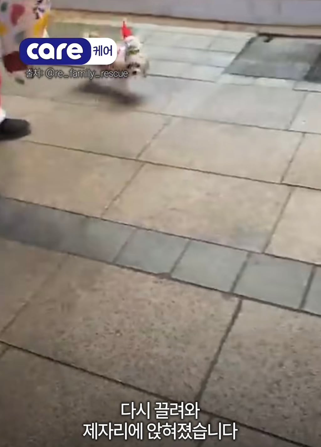 궁금한이야기y에는 나오지 않았던 강아지 나래의 진짜 이야기