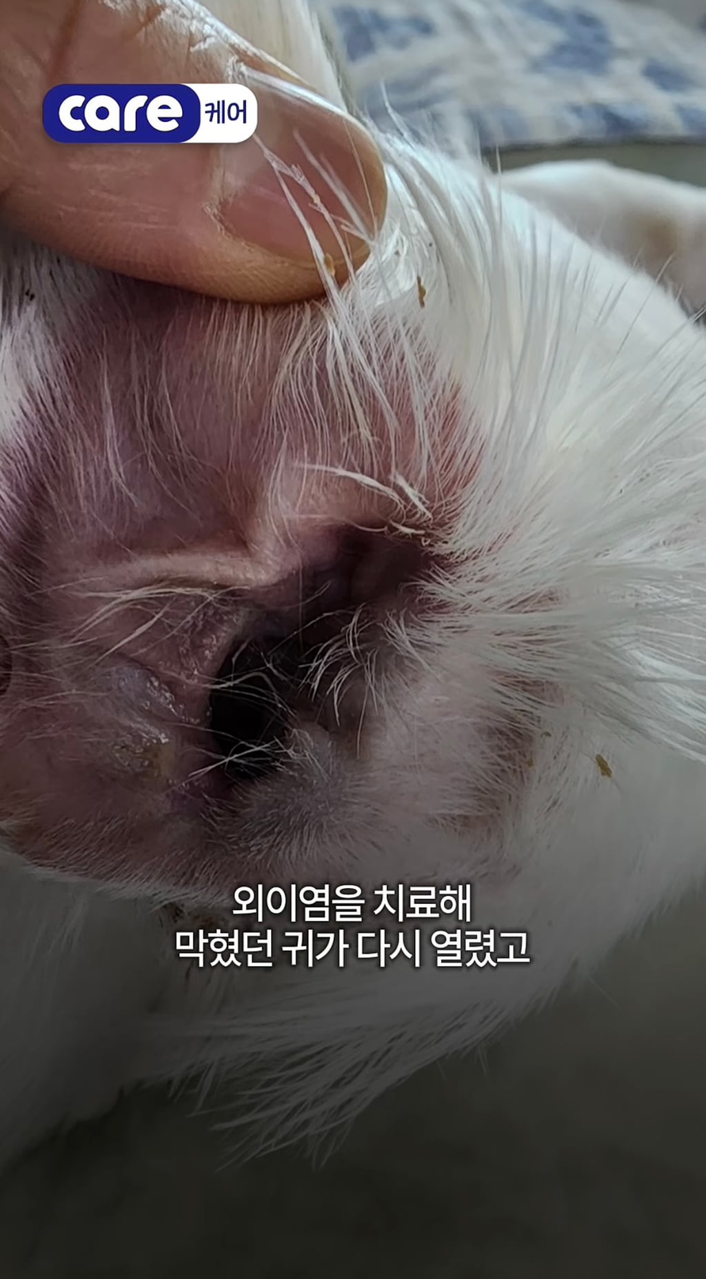 궁금한이야기y에는 나오지 않았던 강아지 나래의 진짜 이야기