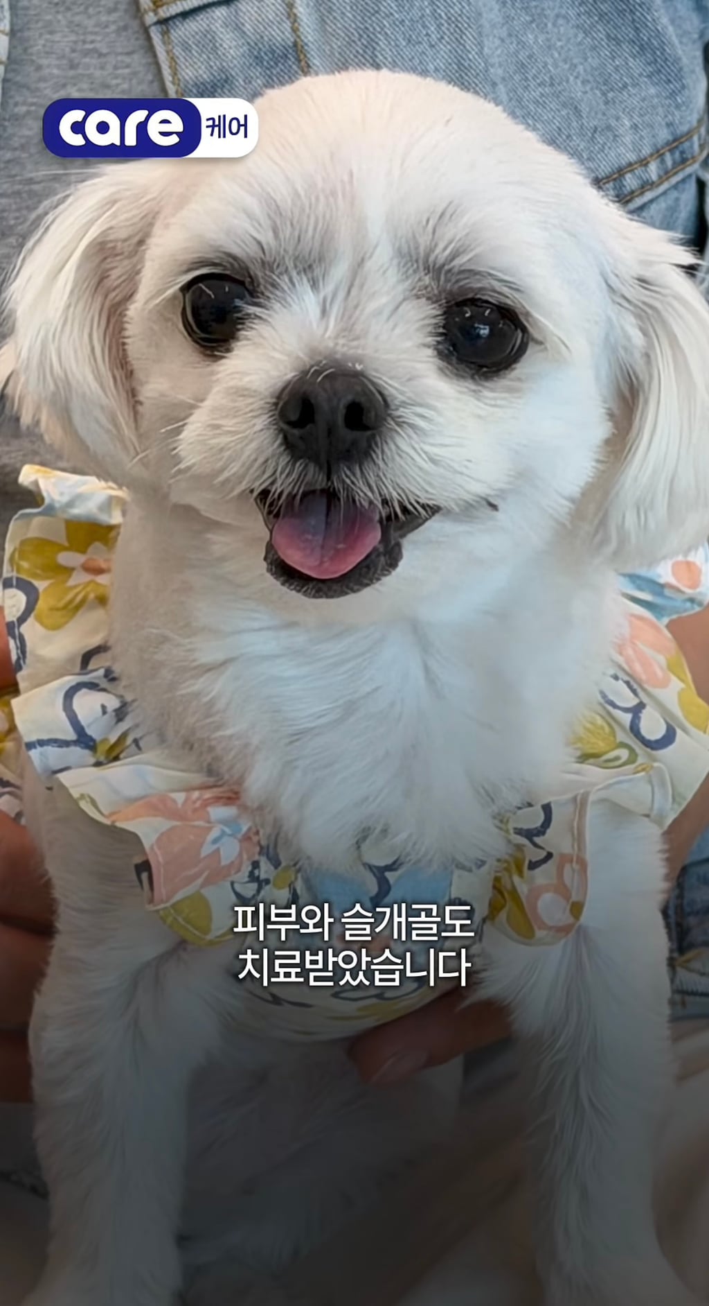 궁금한이야기y에는 나오지 않았던 강아지 나래의 진짜 이야기