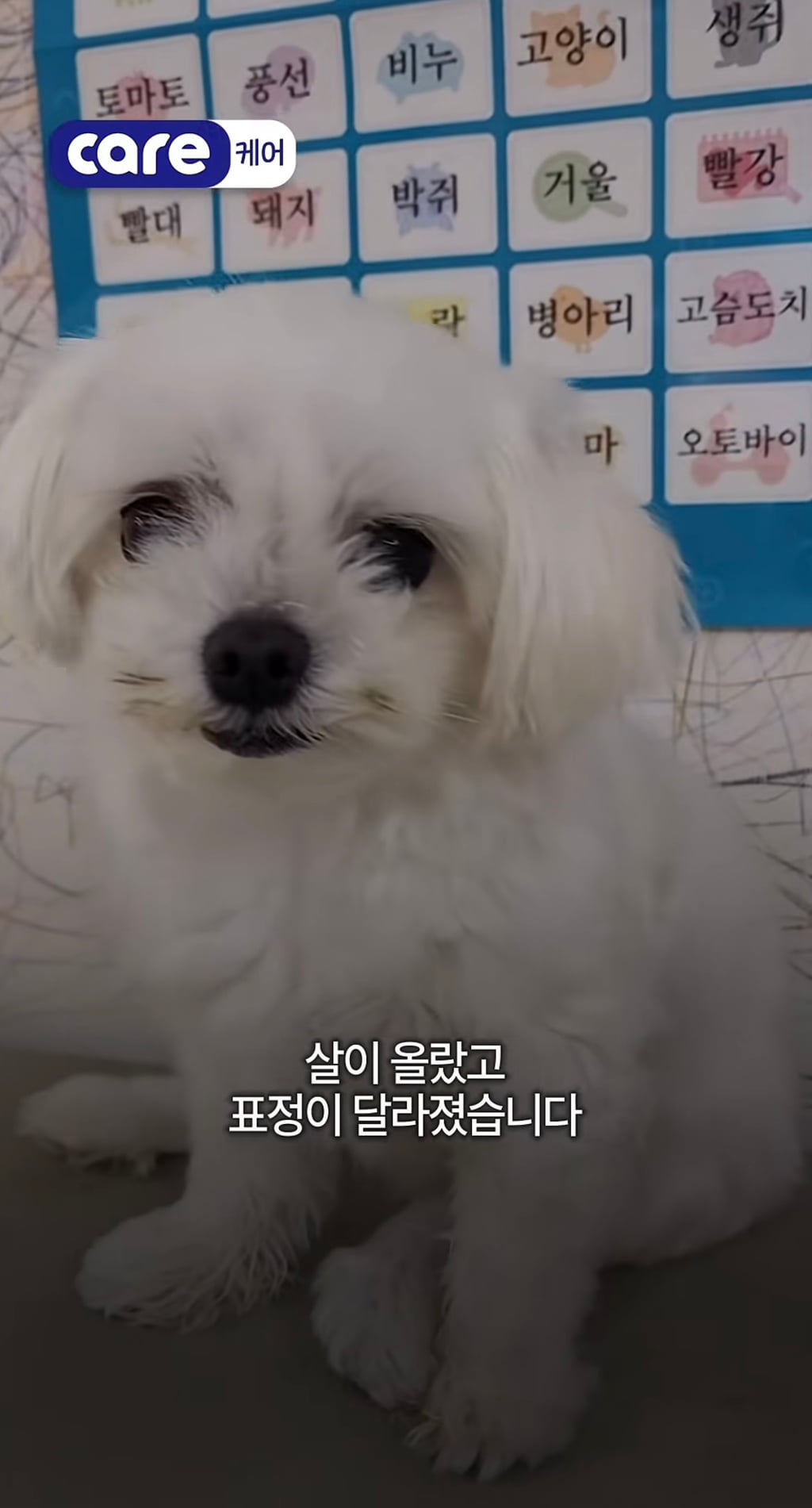 궁금한이야기y에는 나오지 않았던 강아지 나래의 진짜 이야기
