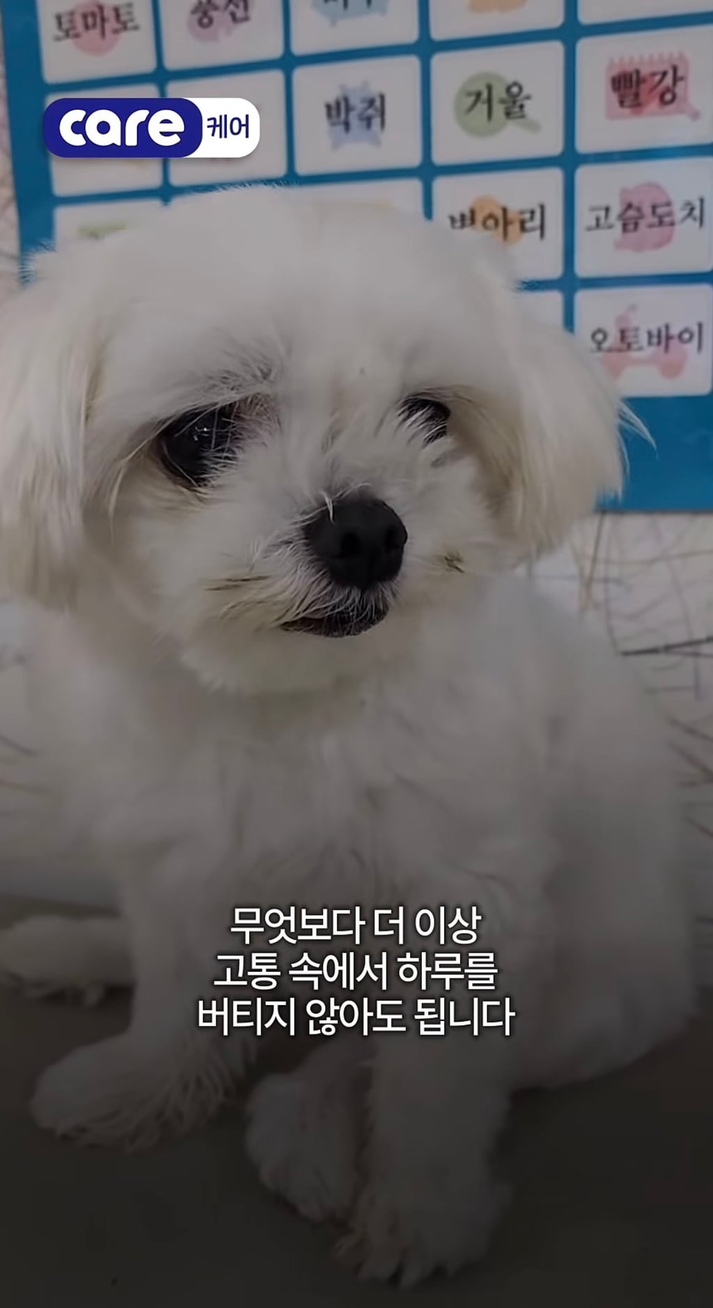 궁금한이야기y에는 나오지 않았던 강아지 나래의 진짜 이야기