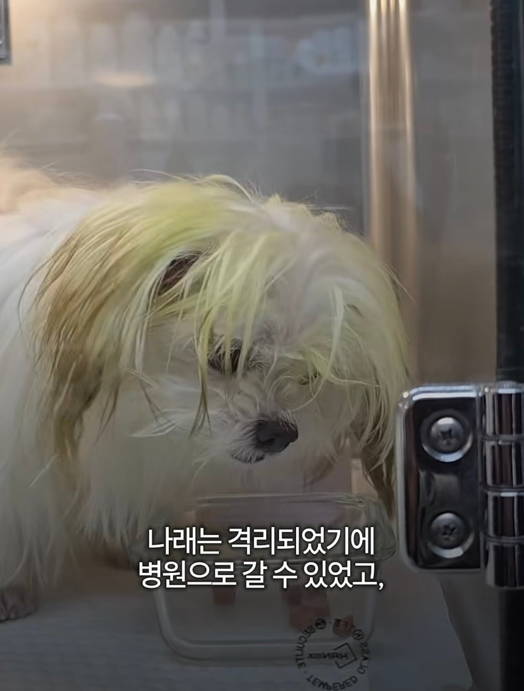 궁금한이야기y에는 나오지 않았던 강아지 나래의 진짜 이야기