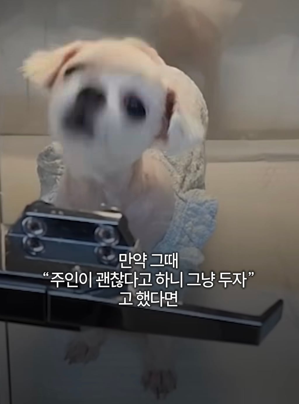 궁금한이야기y에는 나오지 않았던 강아지 나래의 진짜 이야기