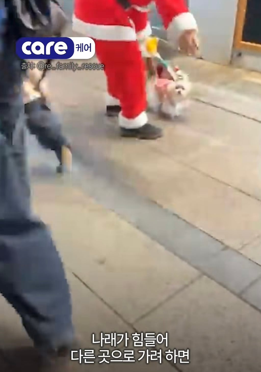 궁금한이야기y에는 나오지 않았던 강아지 나래의 진짜 이야기
