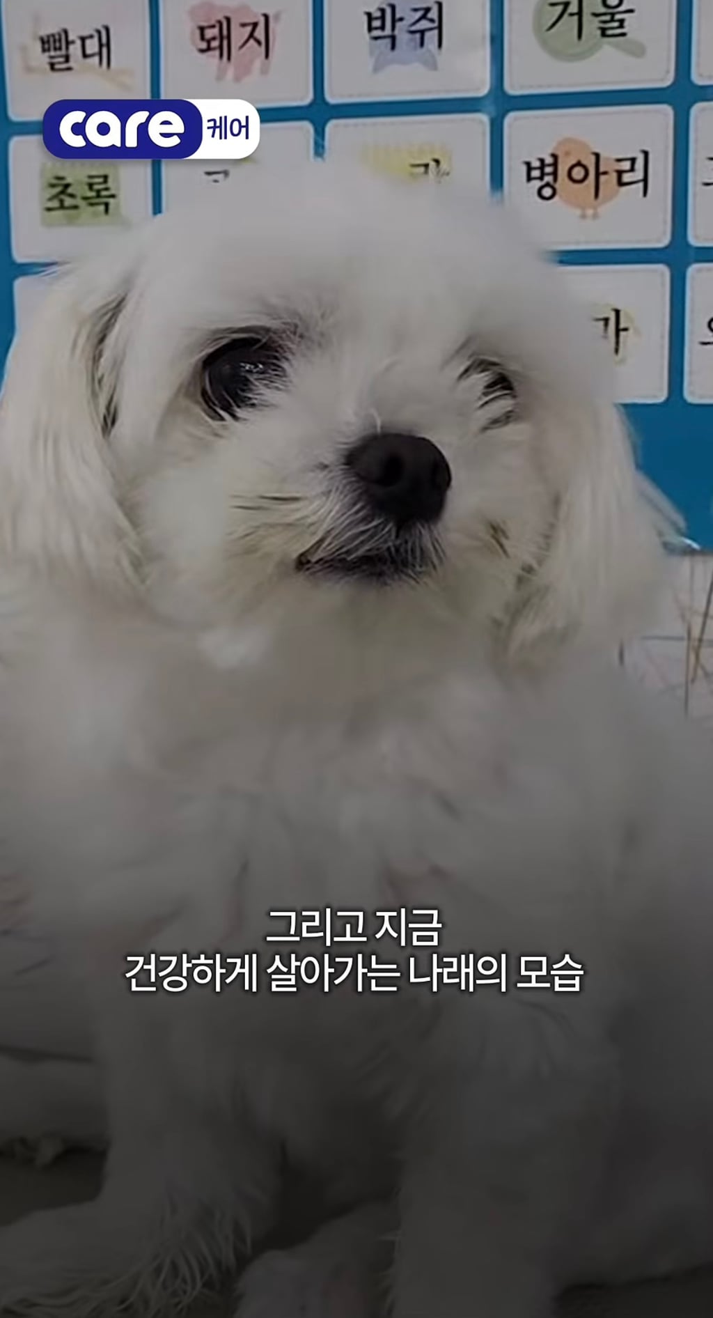 궁금한이야기y에는 나오지 않았던 강아지 나래의 진짜 이야기
