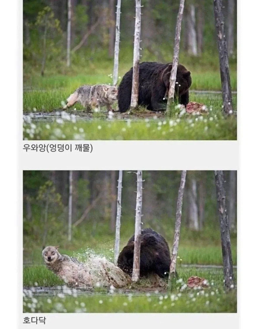 핀란드에서 목격된 우정.jpg