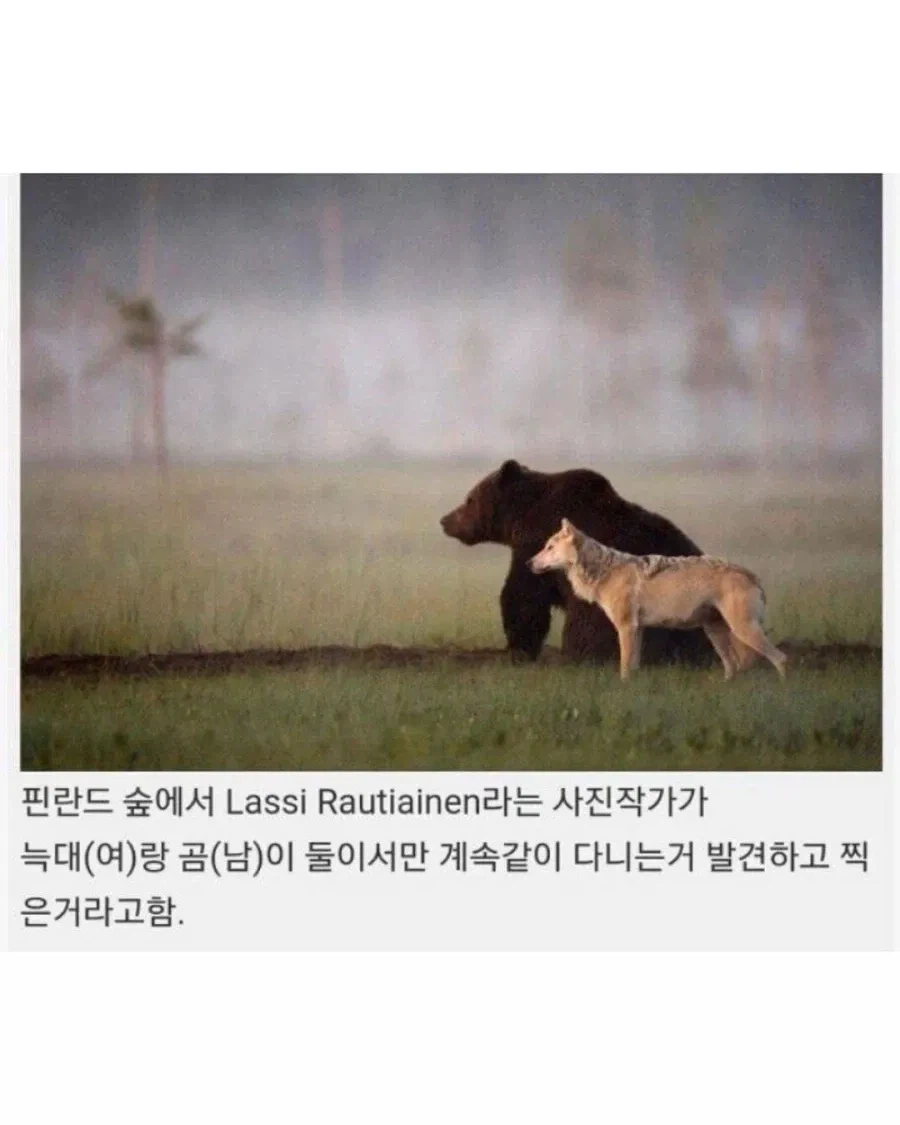 핀란드에서 목격된 우정.jpg