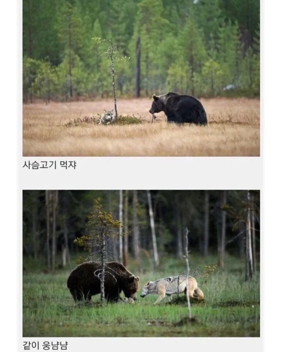 핀란드에서 목격된 우정.jpg