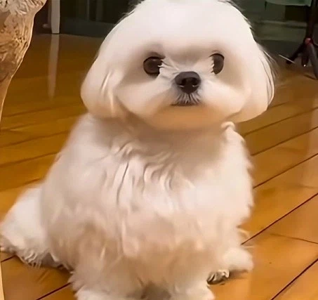 강아지에게 줄 뼈다귀를 구매하는 사람