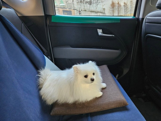 강아지 안키우는 사람들은 은근 모르는거....