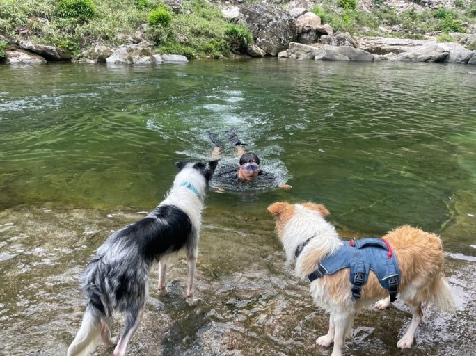 강아지 안키우는 사람들은 은근 모르는거....
