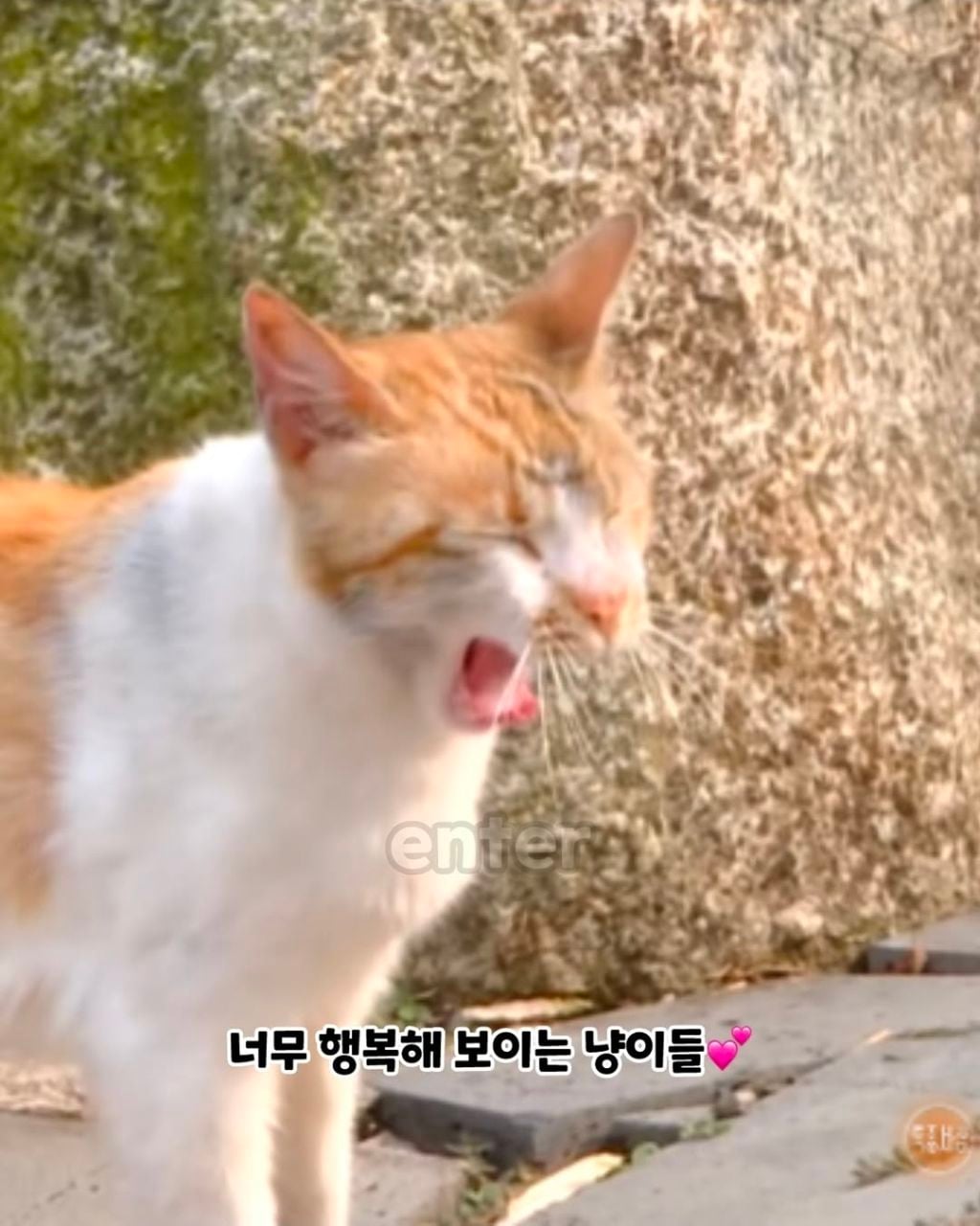 길냥이들에게 열심히 만든 황토집 내줬다는 아저씨의 이유