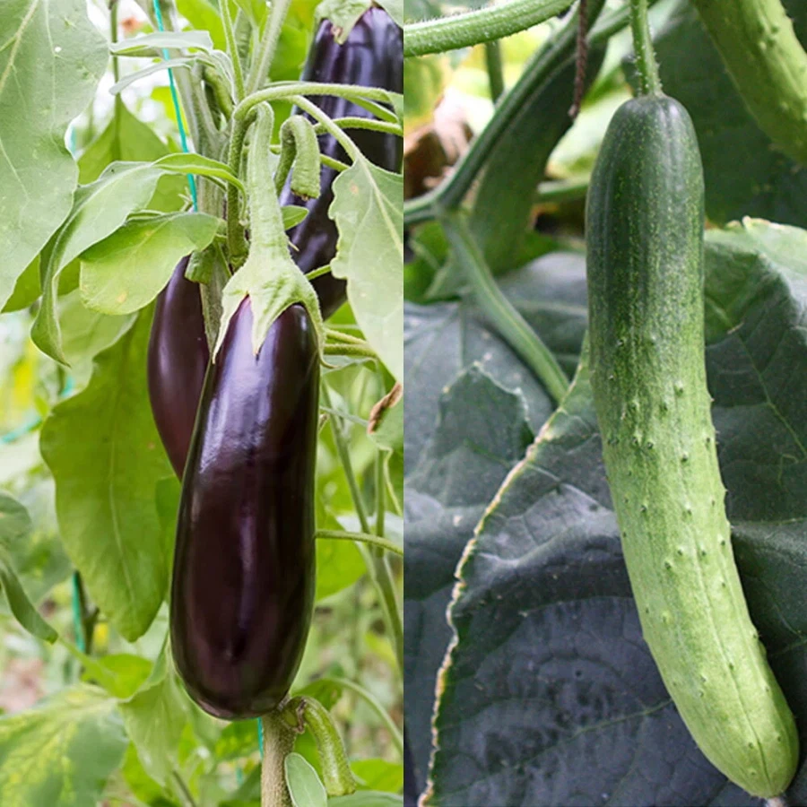 여름하면 생각나는 대표 과일