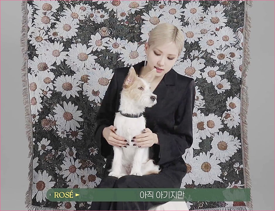 블랙핑크 로제 집안의 막내 강아지 '행크'.jpg