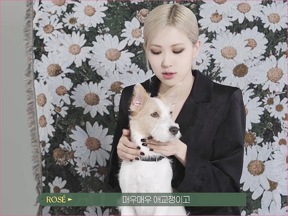 블랙핑크 로제 집안의 막내 강아지 '행크'.jpg