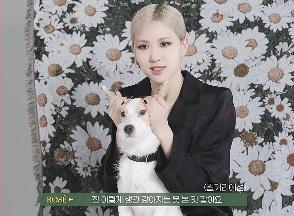 블랙핑크 로제 집안의 막내 강아지 '행크'.jpg