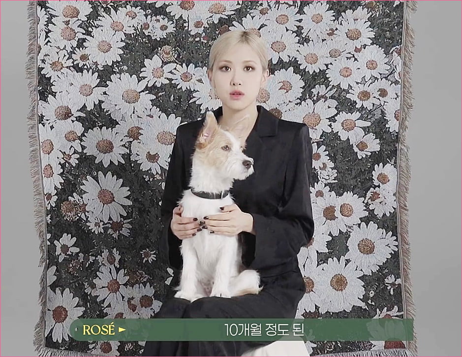블랙핑크 로제 집안의 막내 강아지 '행크'.jpg
