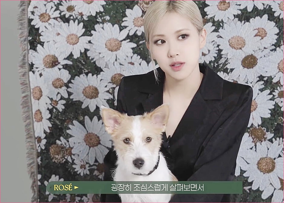 블랙핑크 로제 집안의 막내 강아지 '행크'.jpg