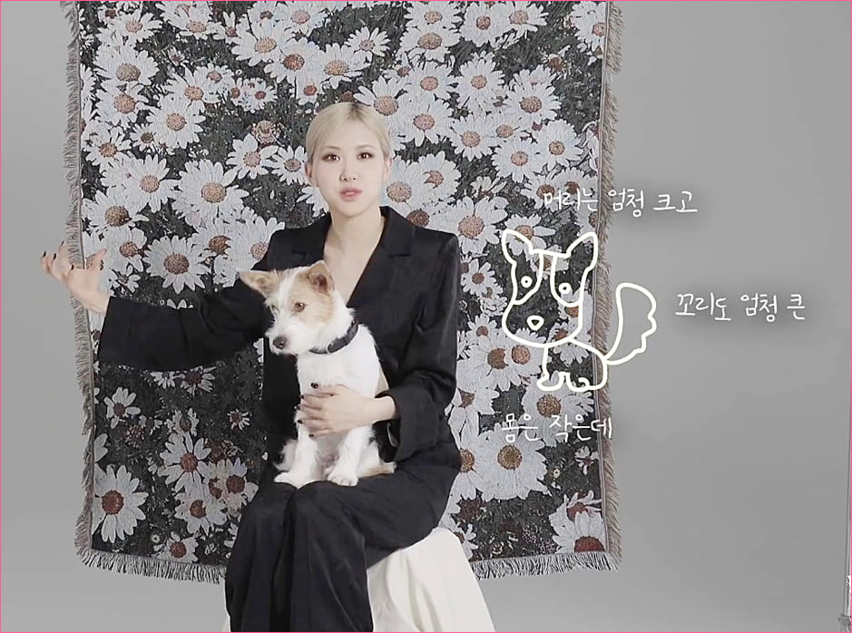 블랙핑크 로제 집안의 막내 강아지 '행크'.jpg
