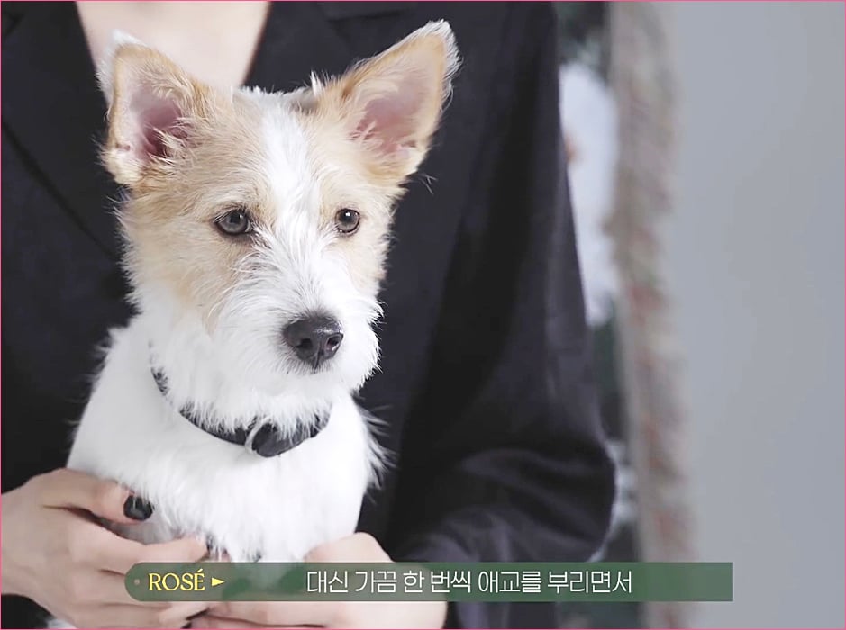 블랙핑크 로제 집안의 막내 강아지 '행크'.jpg