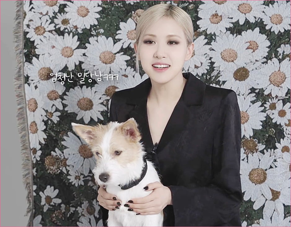 블랙핑크 로제 집안의 막내 강아지 '행크'.jpg