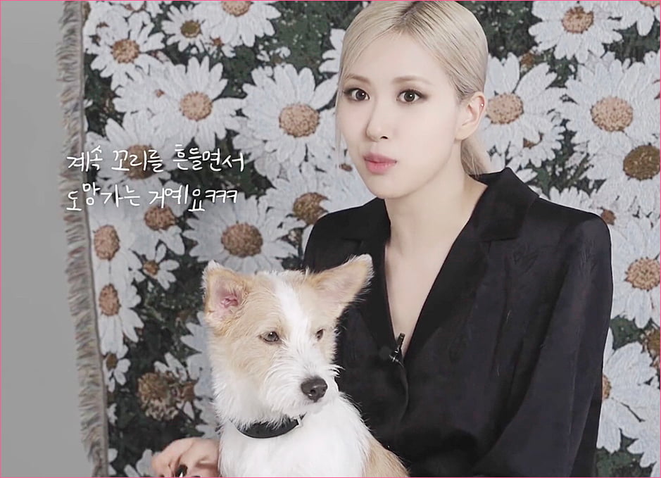 블랙핑크 로제 집안의 막내 강아지 '행크'.jpg