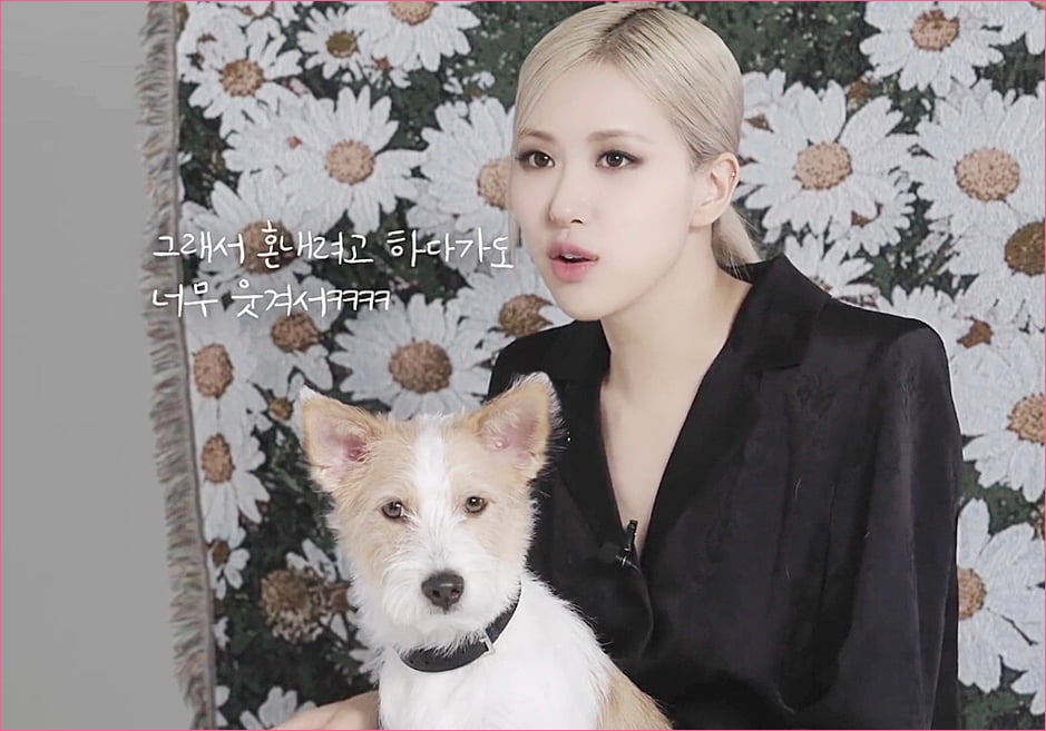 블랙핑크 로제 집안의 막내 강아지 '행크'.jpg