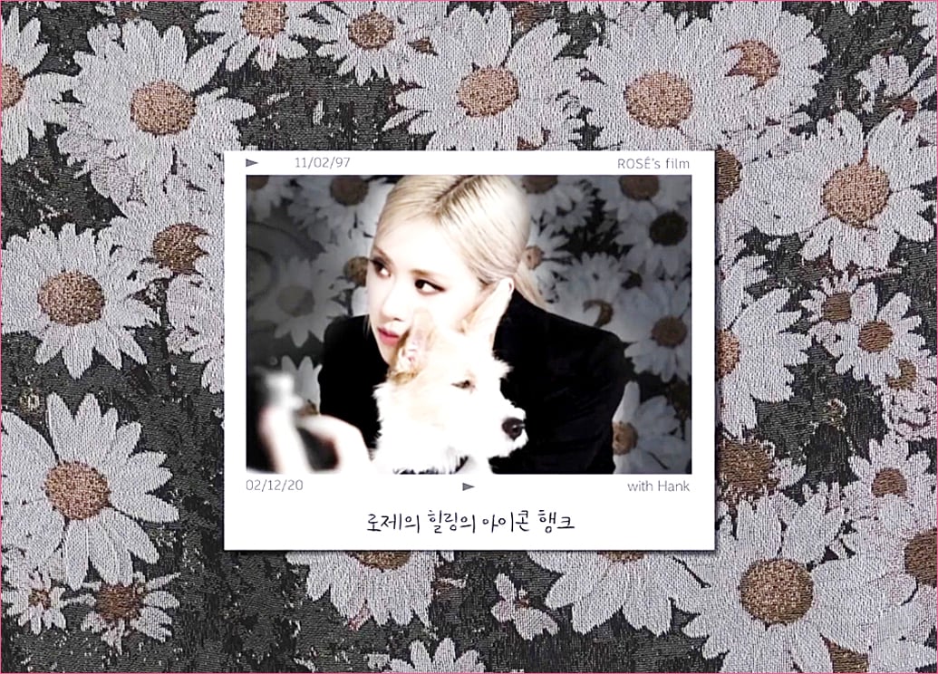 블랙핑크 로제 집안의 막내 강아지 '행크'.jpg