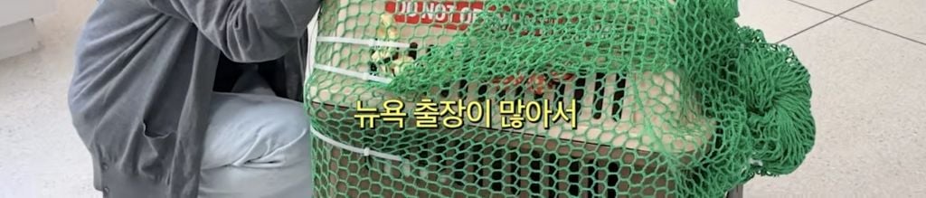 구조견 임보하다가 입양한 손태영💚권상우 부부