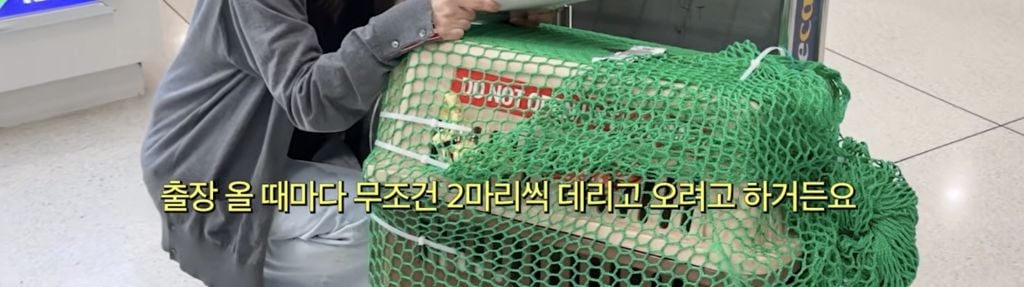 구조견 임보하다가 입양한 손태영💚권상우 부부