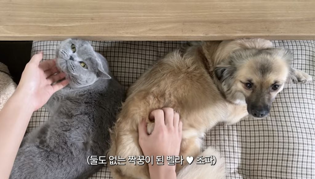 구조견 임보하다가 입양한 손태영💚권상우 부부
