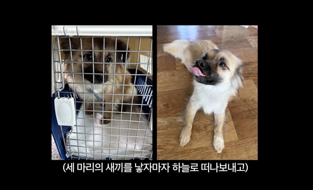 구조견 임보하다가 입양한 손태영💚권상우 부부