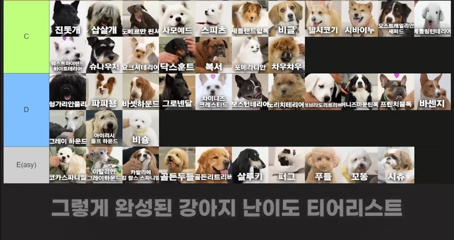 강형욱이 선정한 견종 난이도 티어리스트.tear