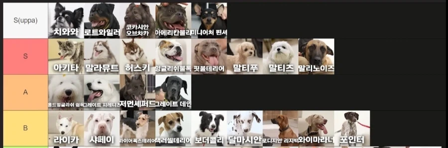 강형욱이 선정한 견종 난이도 티어리스트.tear