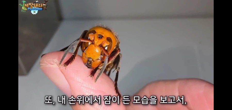 장수말벌의 여왕을 기르며 핸들링 시도한 유튜버의 엔딩.jpg