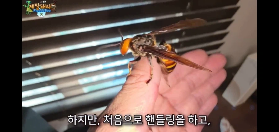 장수말벌의 여왕을 기르며 핸들링 시도한 유튜버의 엔딩.jpg