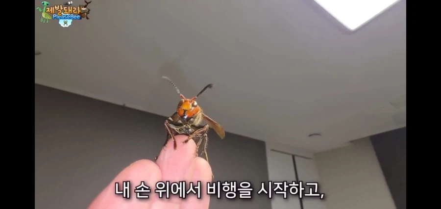 장수말벌의 여왕을 기르며 핸들링 시도한 유튜버의 엔딩.jpg