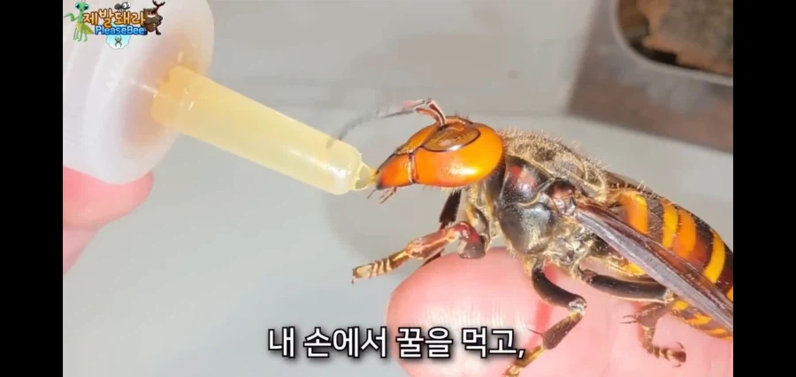 장수말벌의 여왕을 기르며 핸들링 시도한 유튜버의 엔딩.jpg