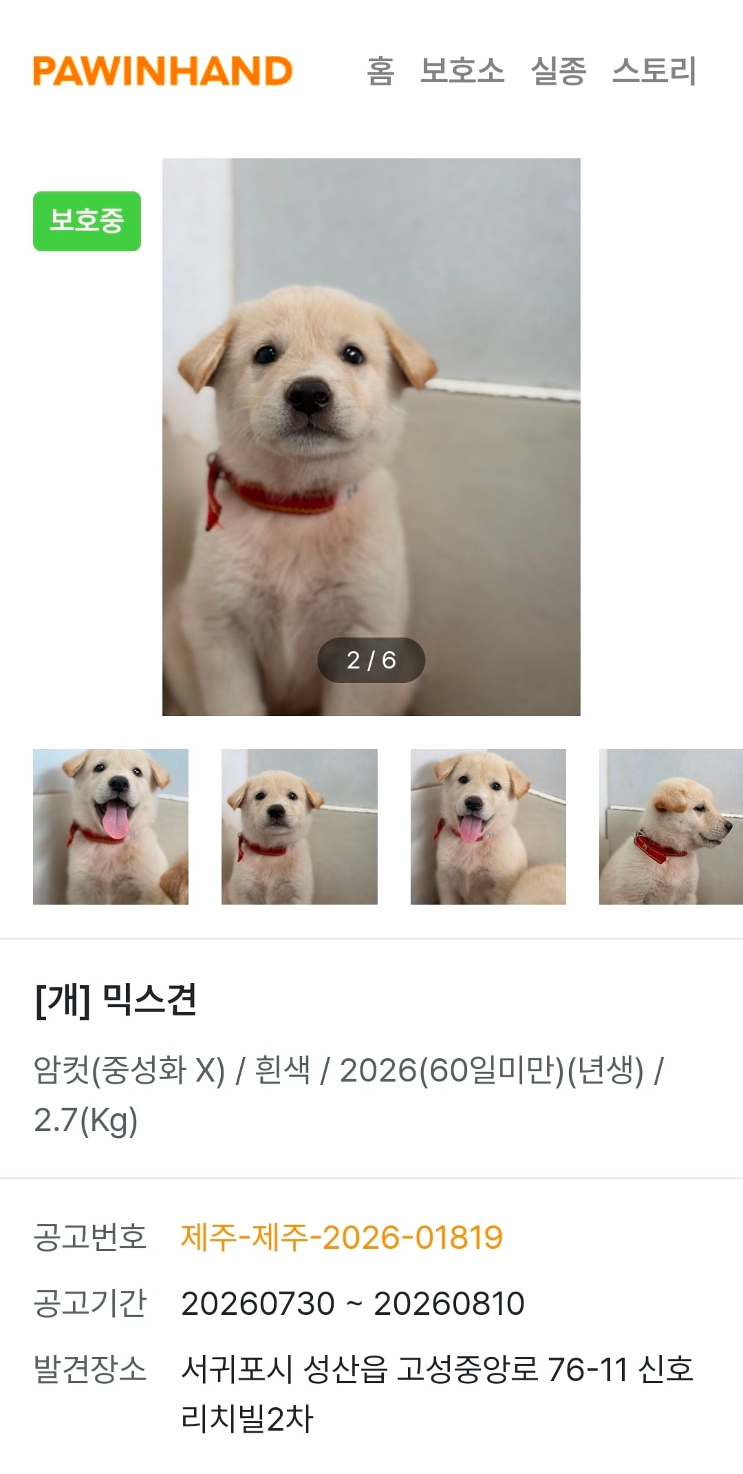 귀여운 포인핸드 강아지들