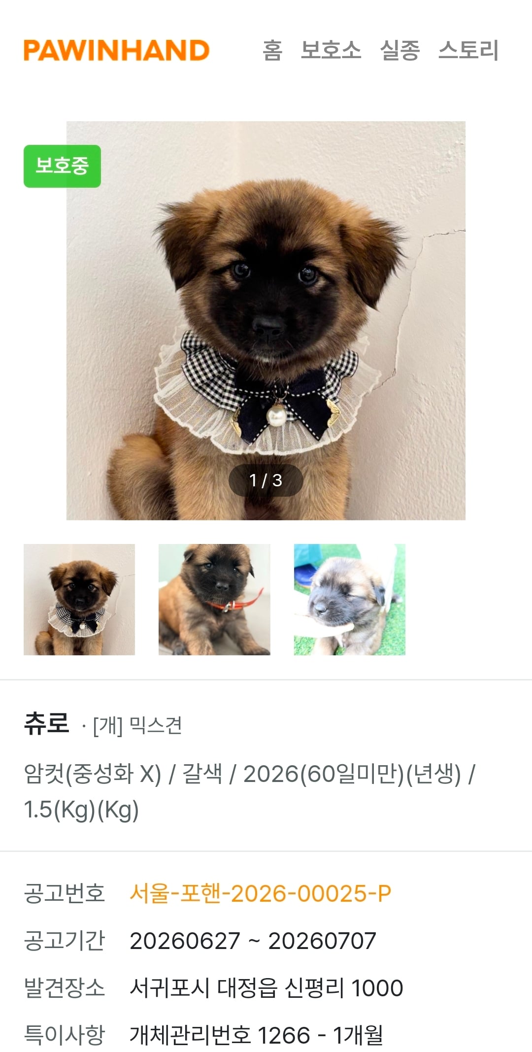 귀여운 포인핸드 강아지들