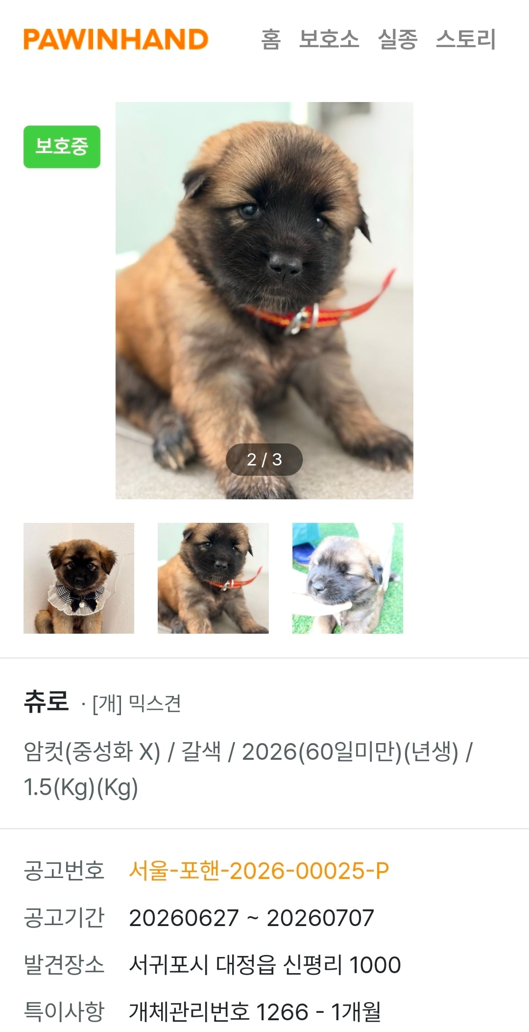 귀여운 포인핸드 강아지들