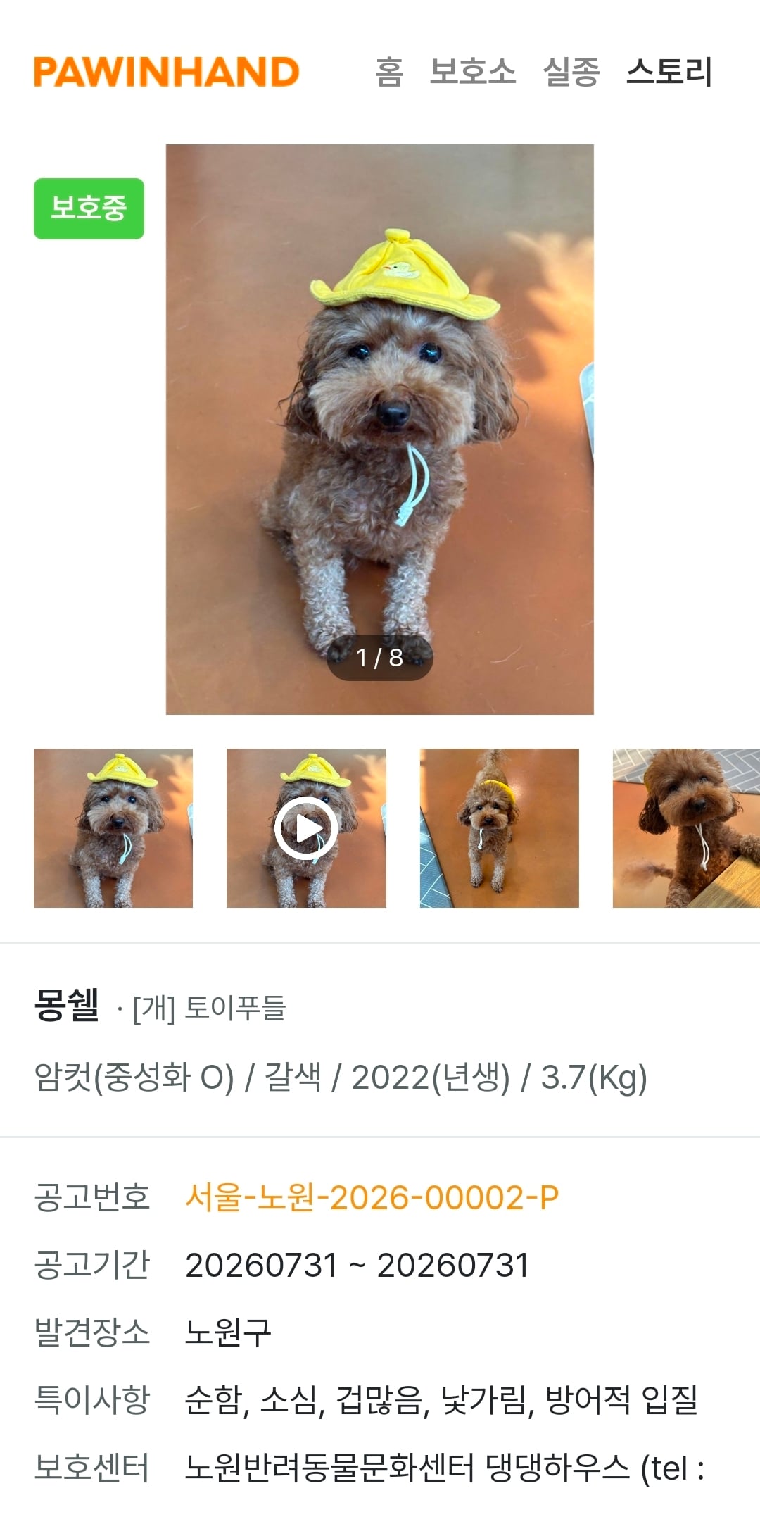 귀여운 포인핸드 강아지들